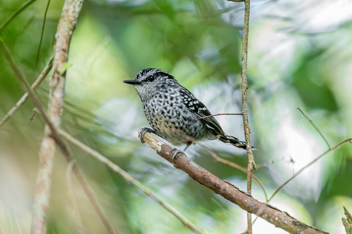 Scaled Antbird - ML642678214