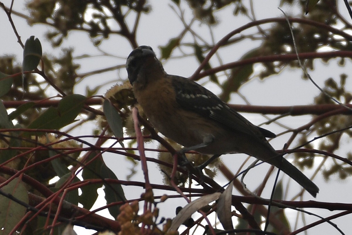 Black-headed Grosbeak - ML642678231