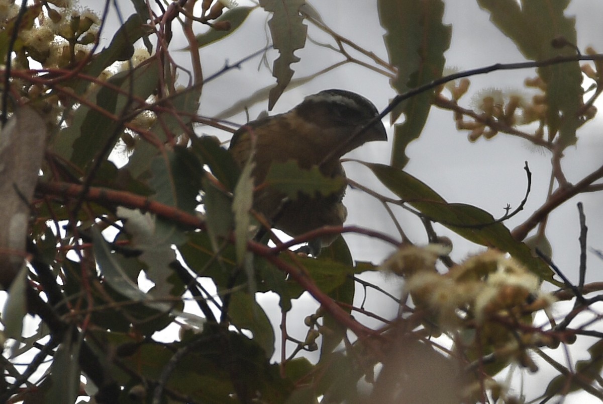 Black-headed Grosbeak - ML642678232