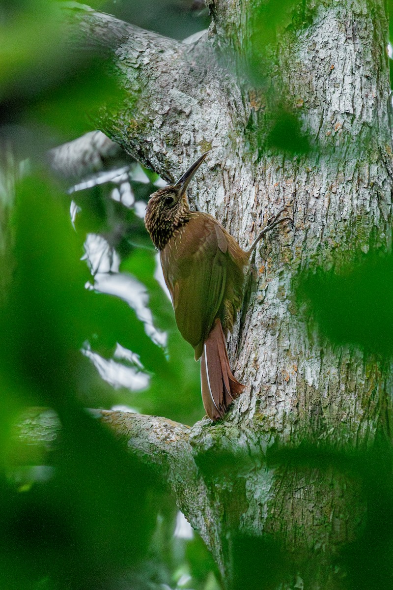 Buff-throated Woodcreeper (Buff-throated) - ML642678233