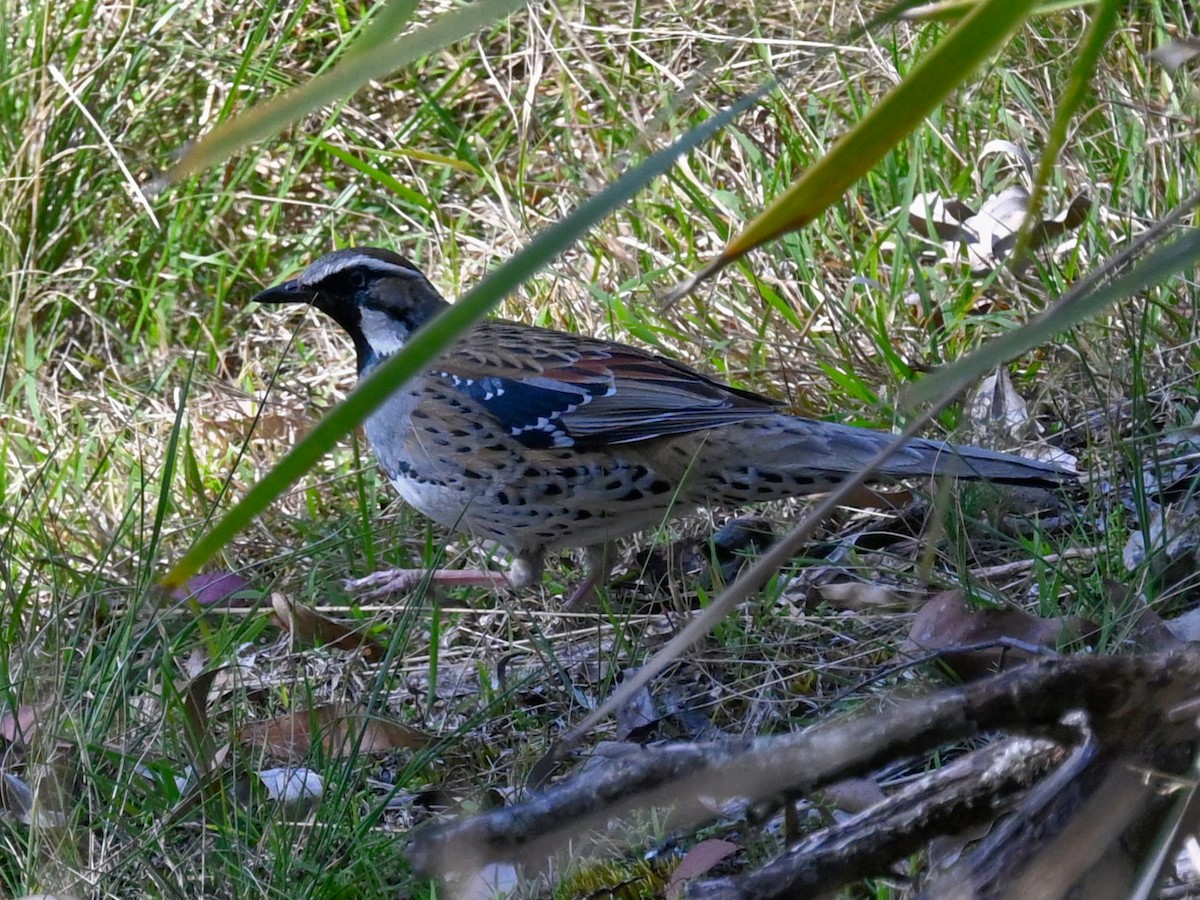Spotted Quail-thrush - ML642678240