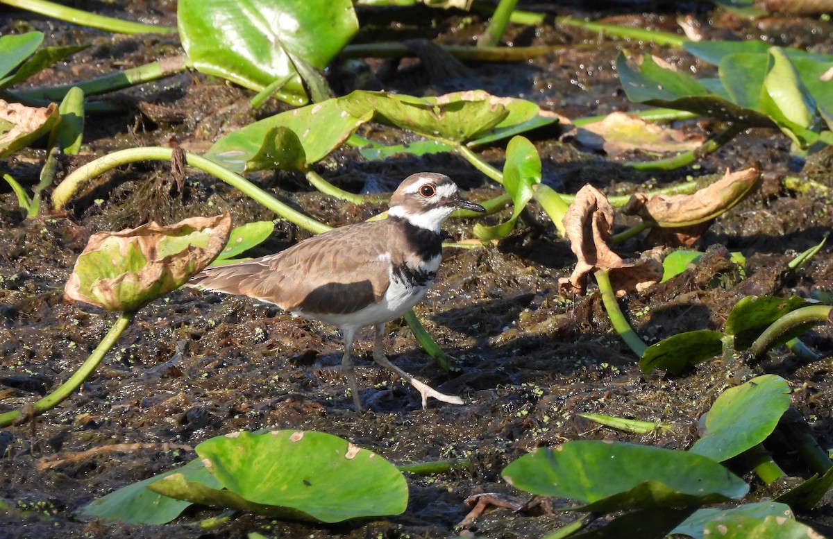 Killdeer - ML642678244
