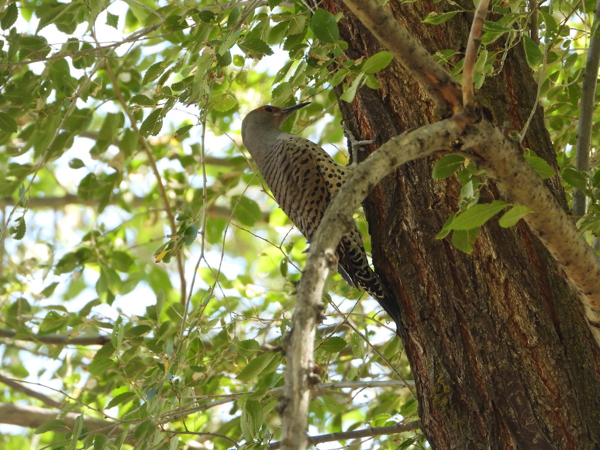 Northern Flicker (Red-shafted) - ML642678246