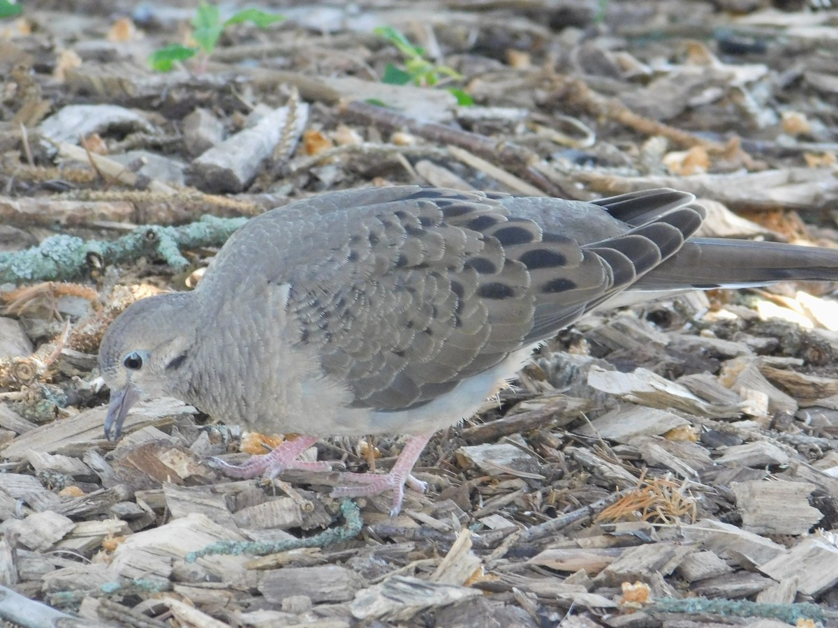 Mourning Dove - ML642678247