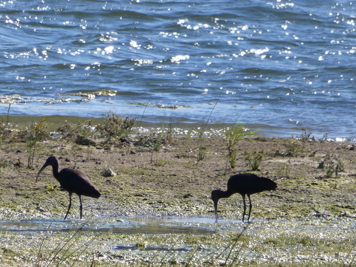 White-faced Ibis - ML642678251