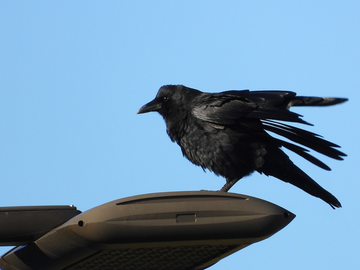 American Crow - ML642678259