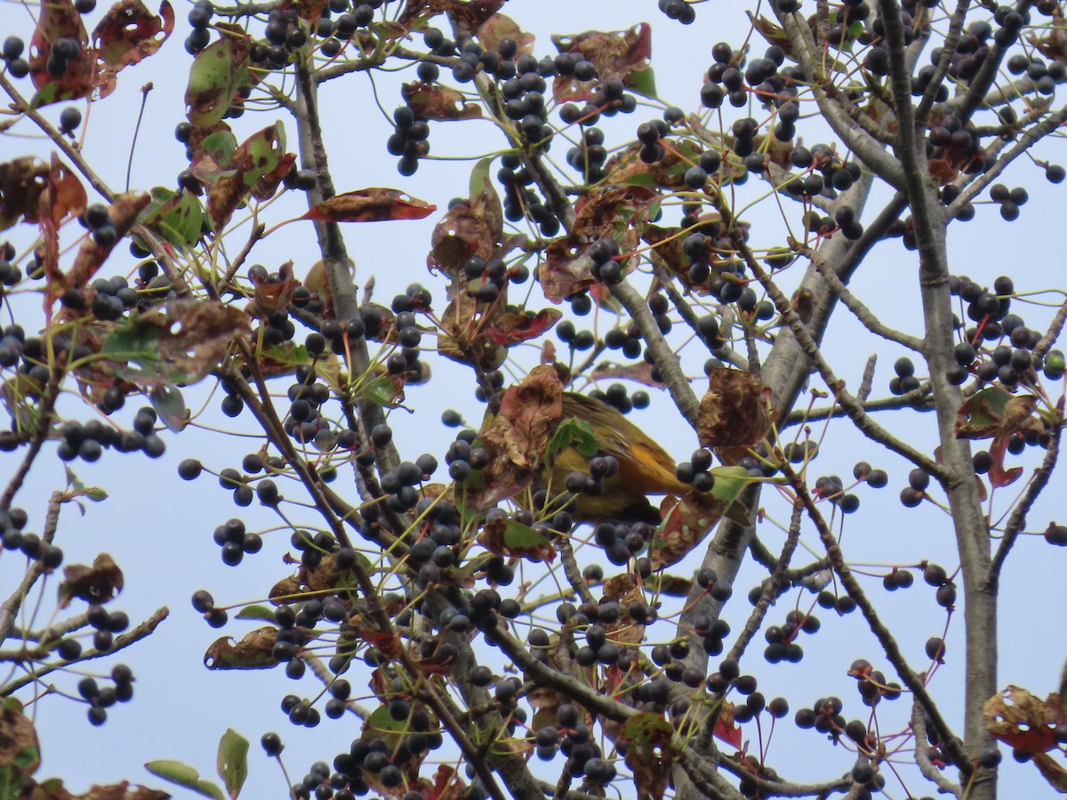 Summer Tanager - ML642678273