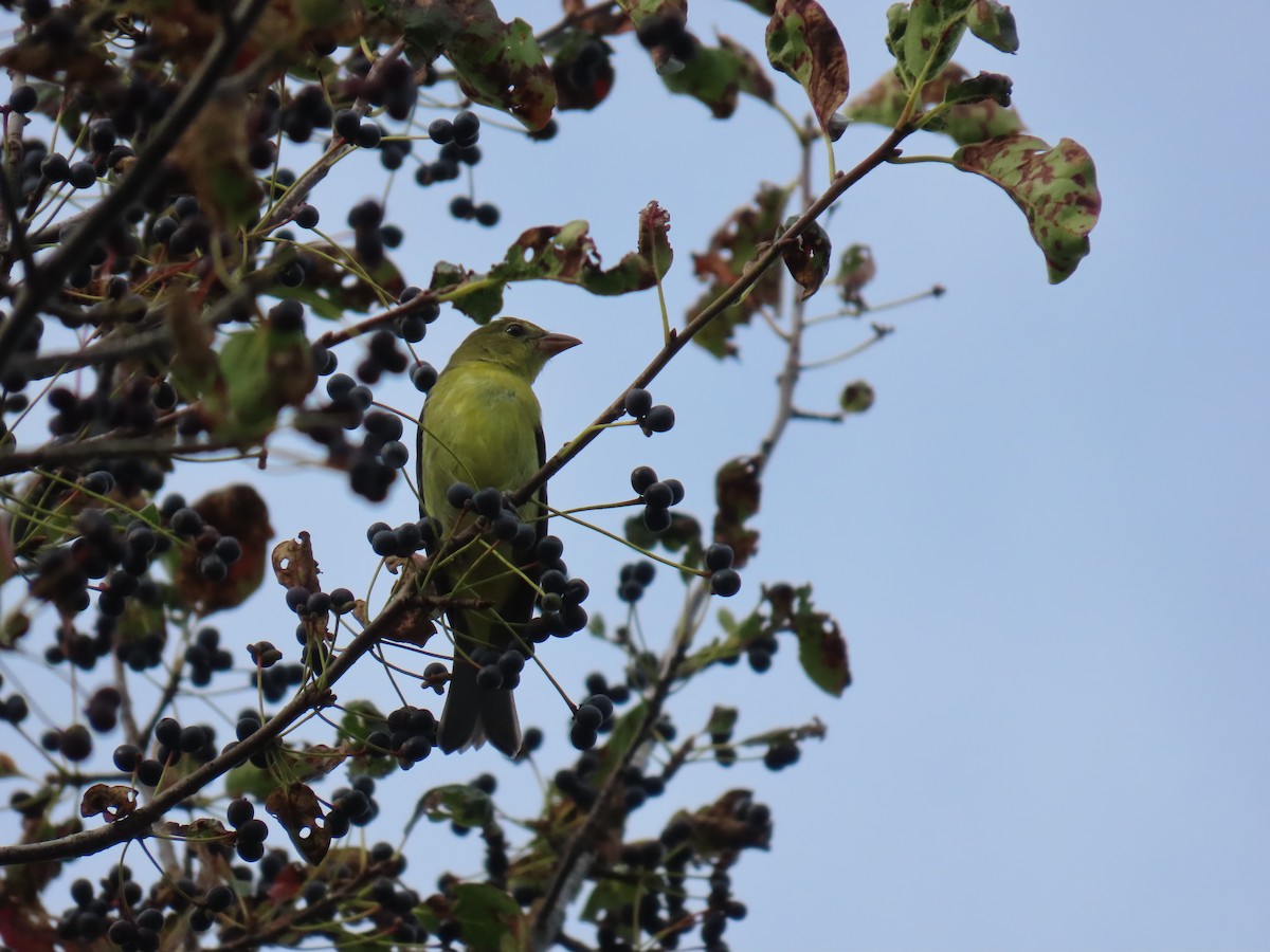 Scarlet Tanager - ML642678281
