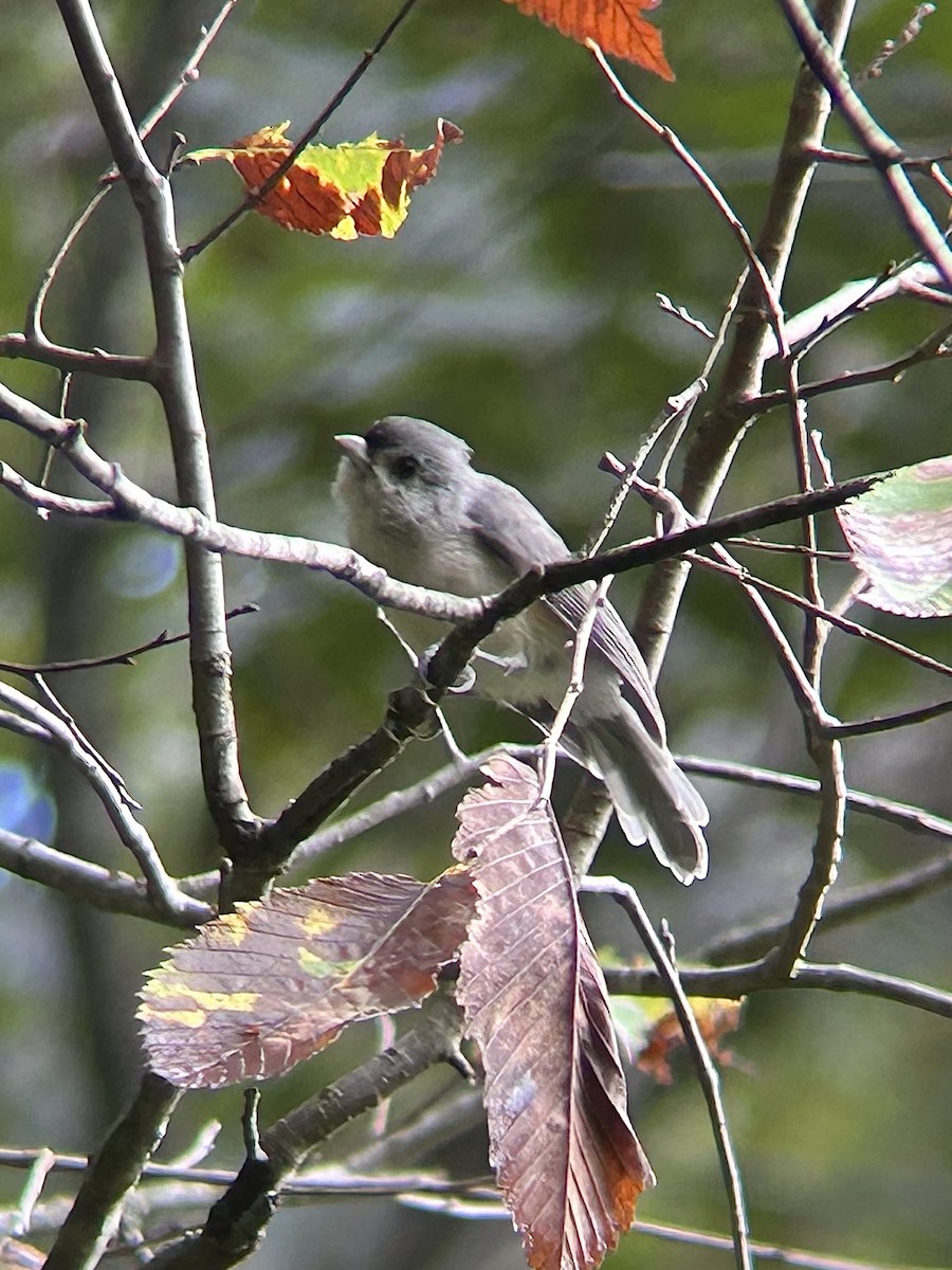 Tufted Titmouse - ML642678288
