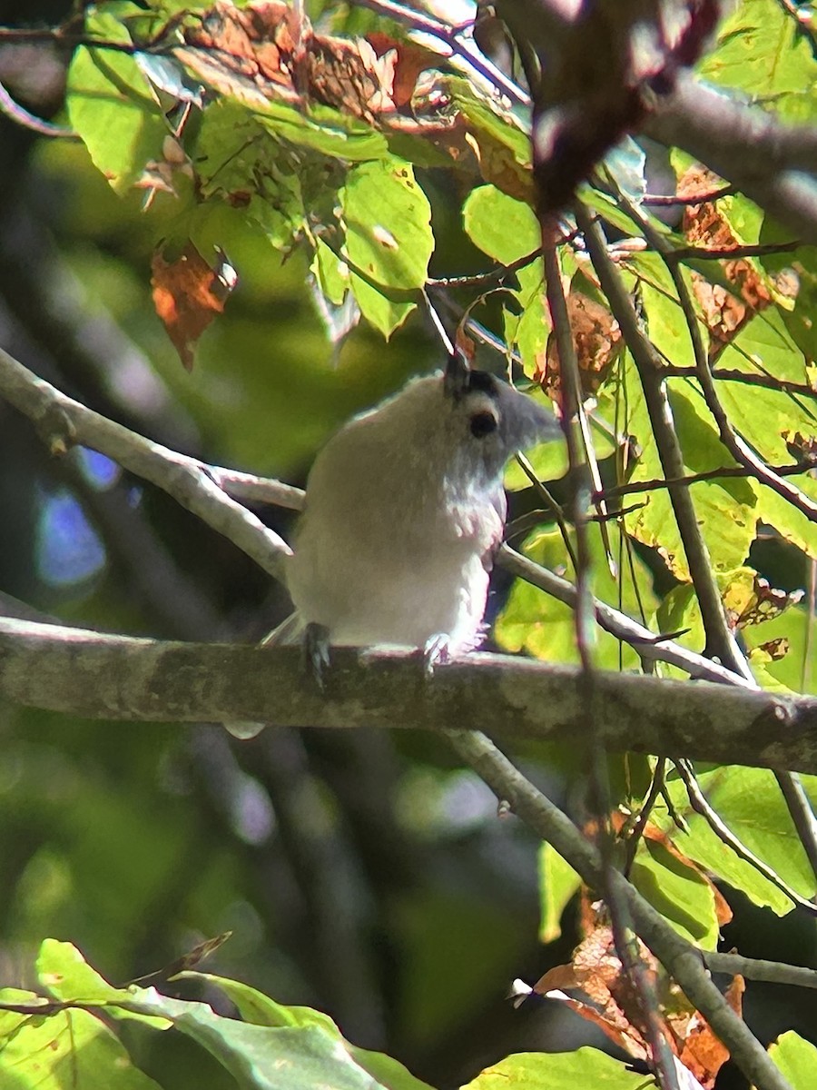 Tufted Titmouse - ML642678289