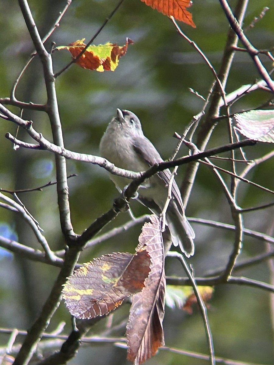 Tufted Titmouse - ML642678293