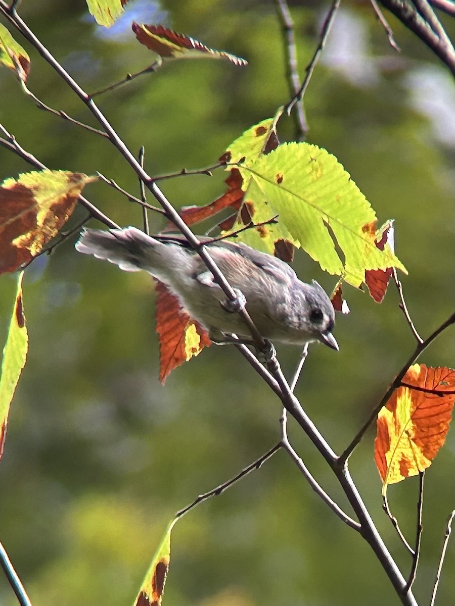 Tufted Titmouse - ML642678295