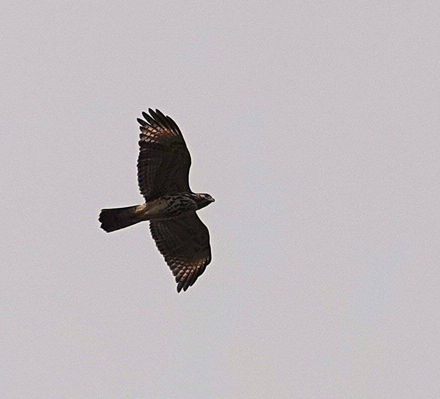 Red-shouldered Hawk - ML642678303