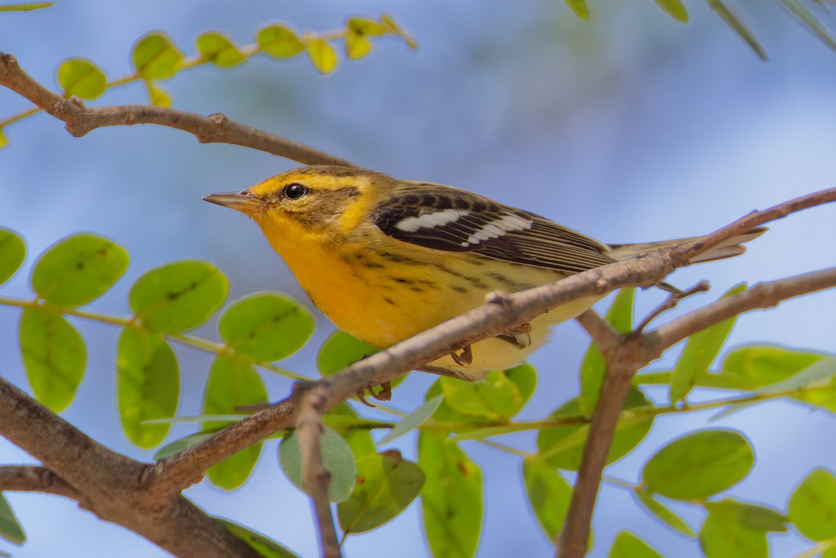 Blackburnian Warbler - ML642678308