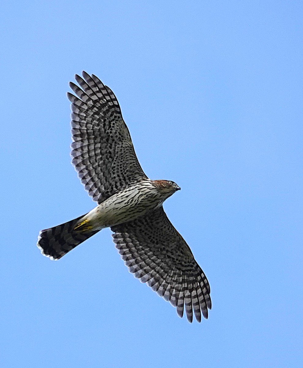 Cooper's Hawk - ML642678310