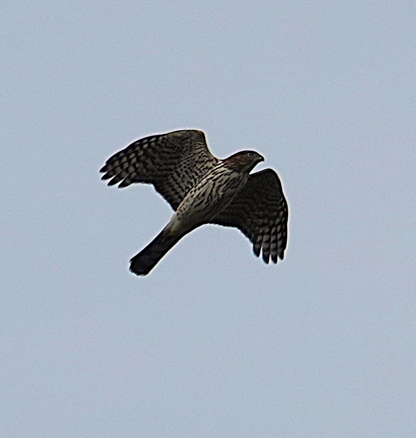 Cooper's Hawk - ML642678318