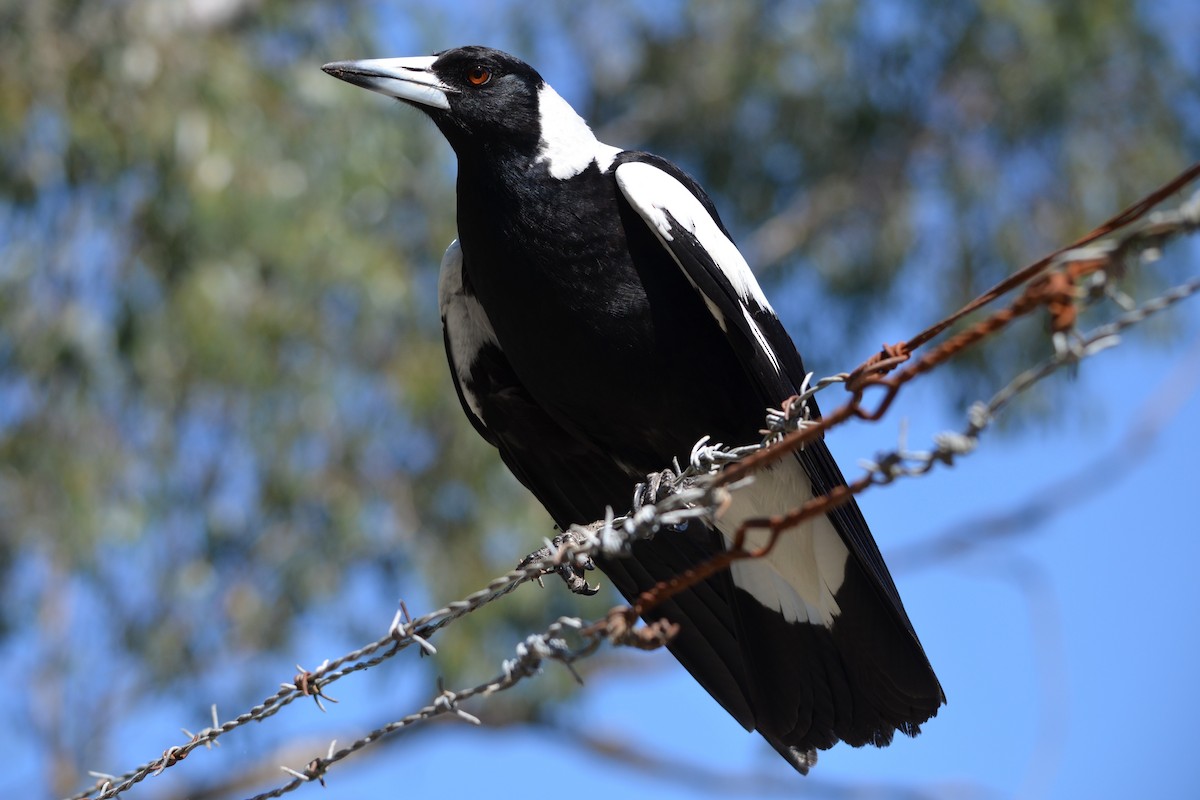 Australian Magpie - ML642678325