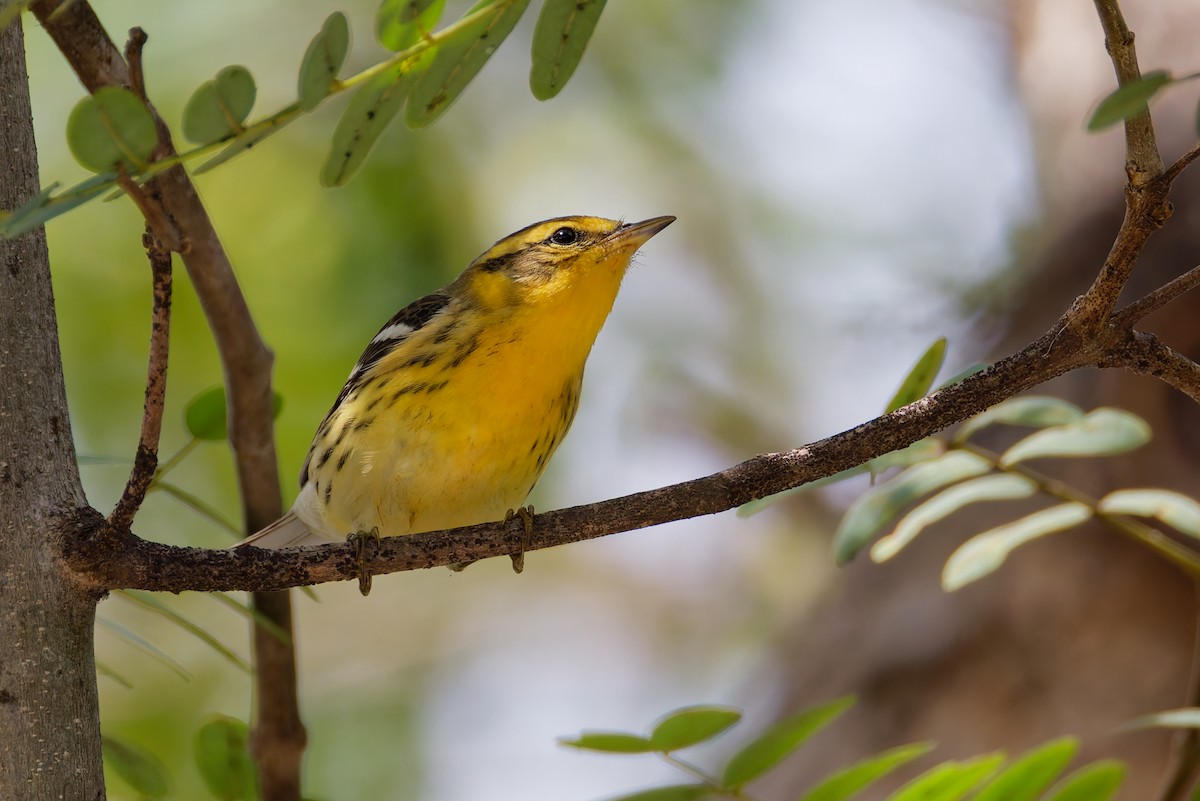 Blackburnian Warbler - ML642678329