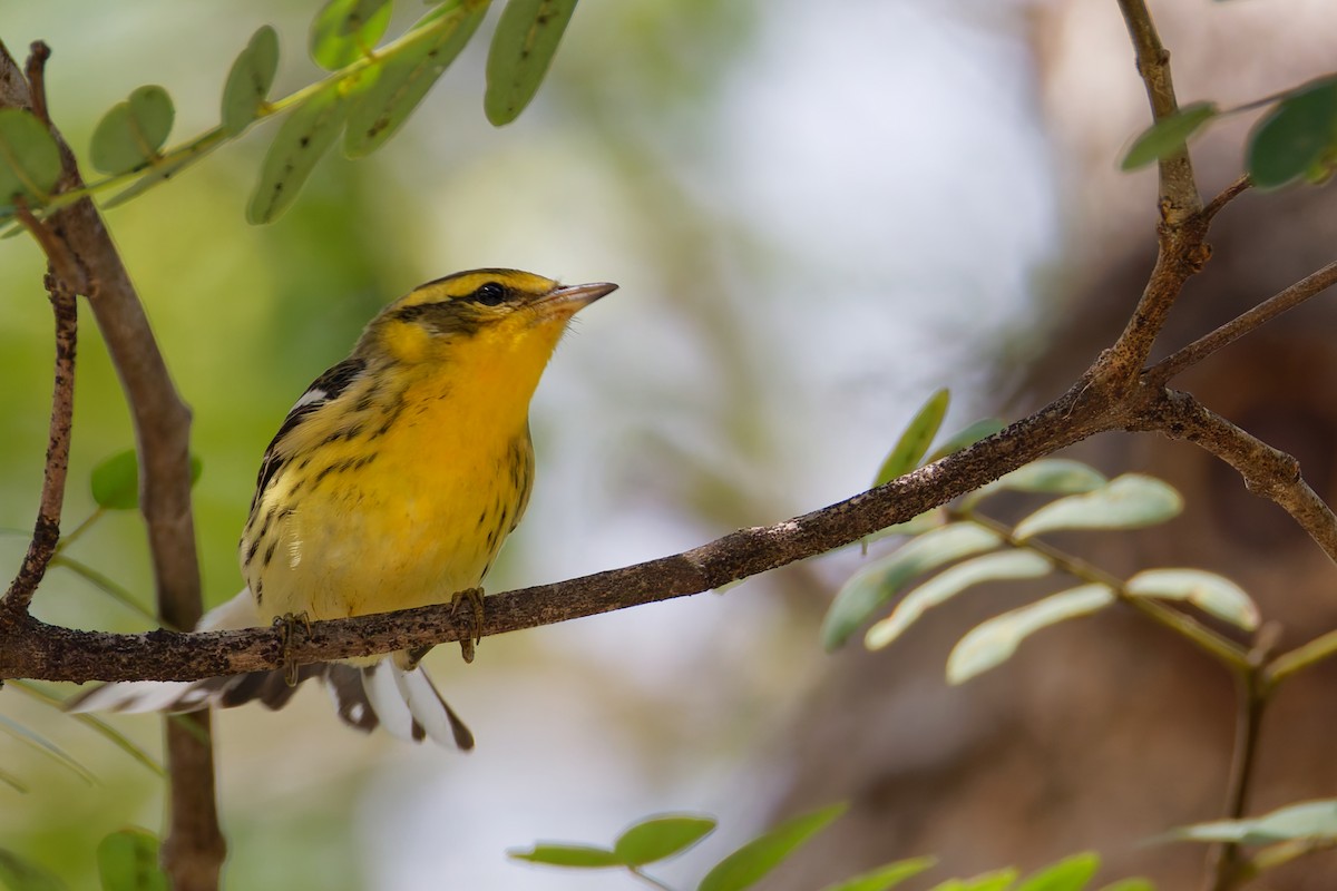 Blackburnian Warbler - ML642678336