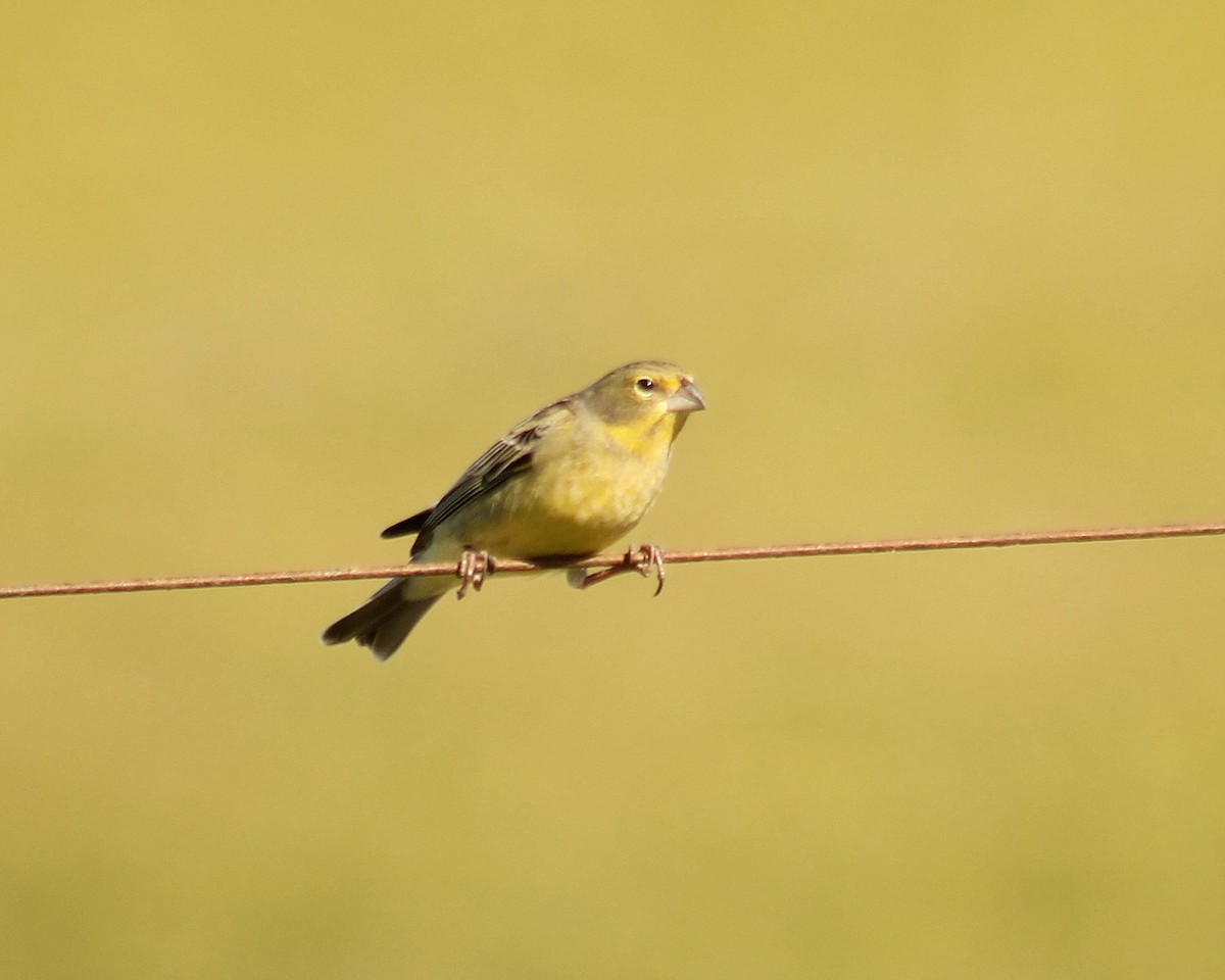 Grassland Yellow-Finch - ML642678340