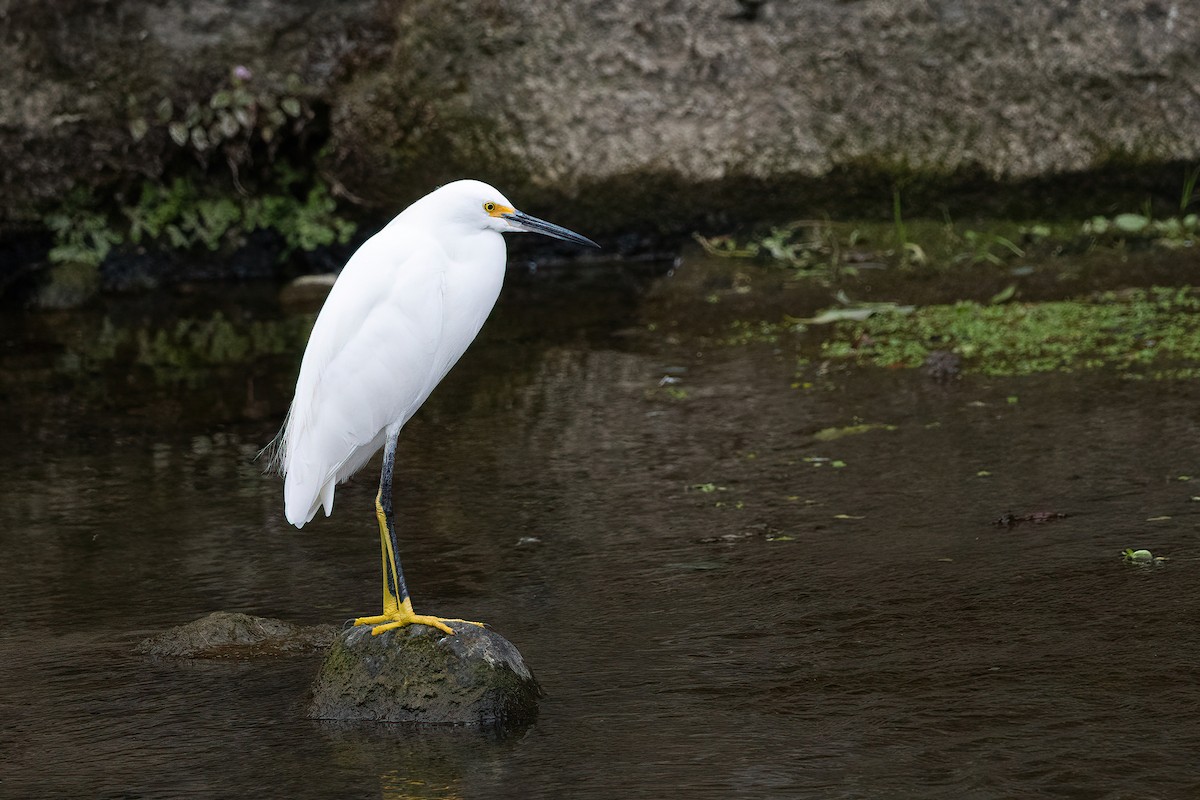 Snowy Egret - ML642678350