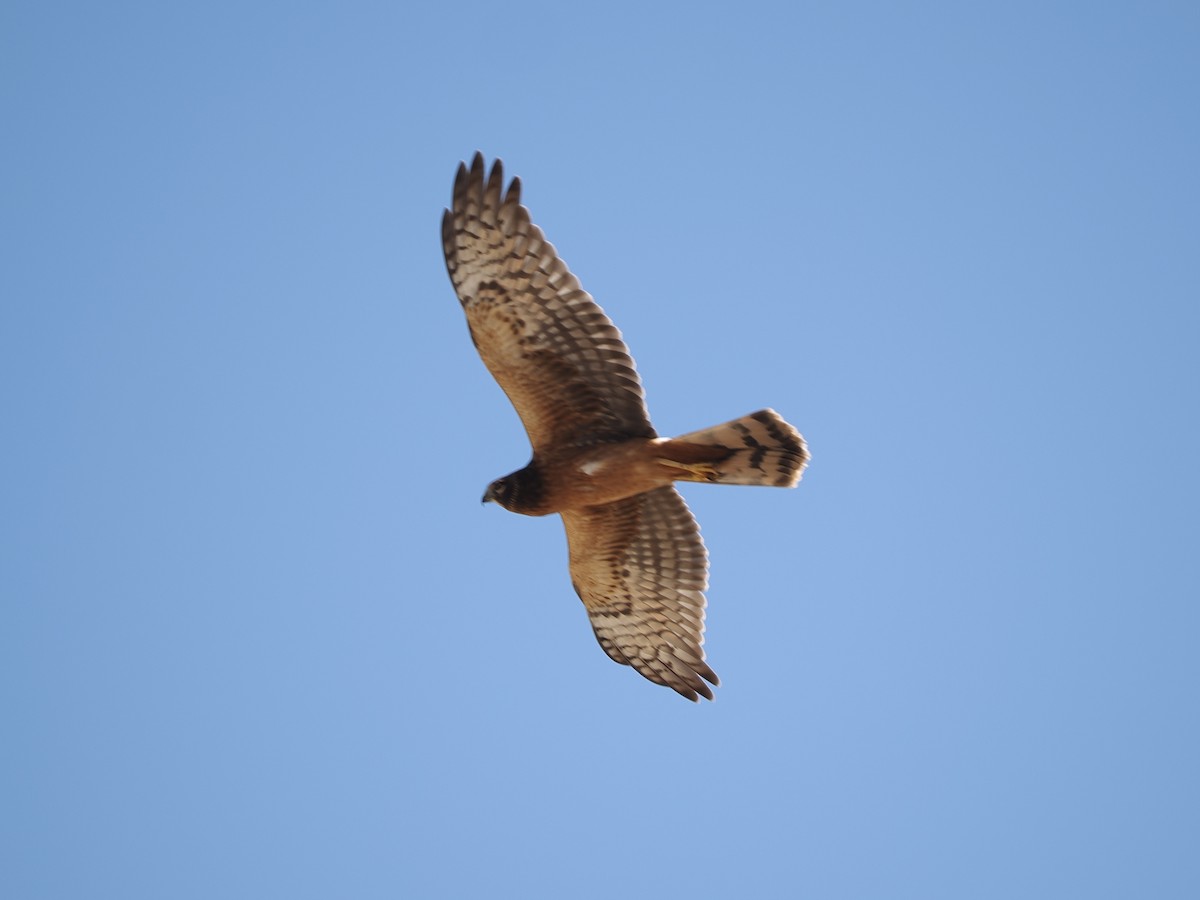 Northern Harrier - ML642678351