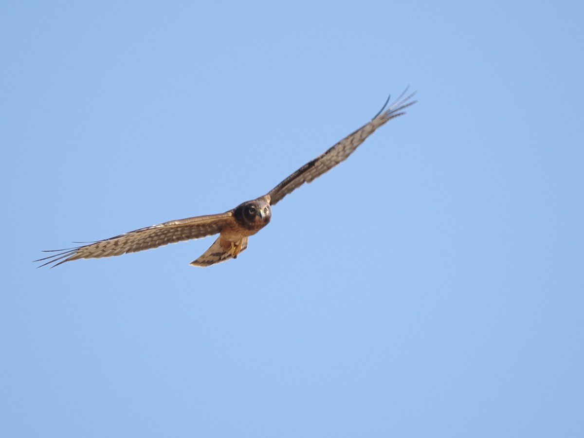 Northern Harrier - ML642678352