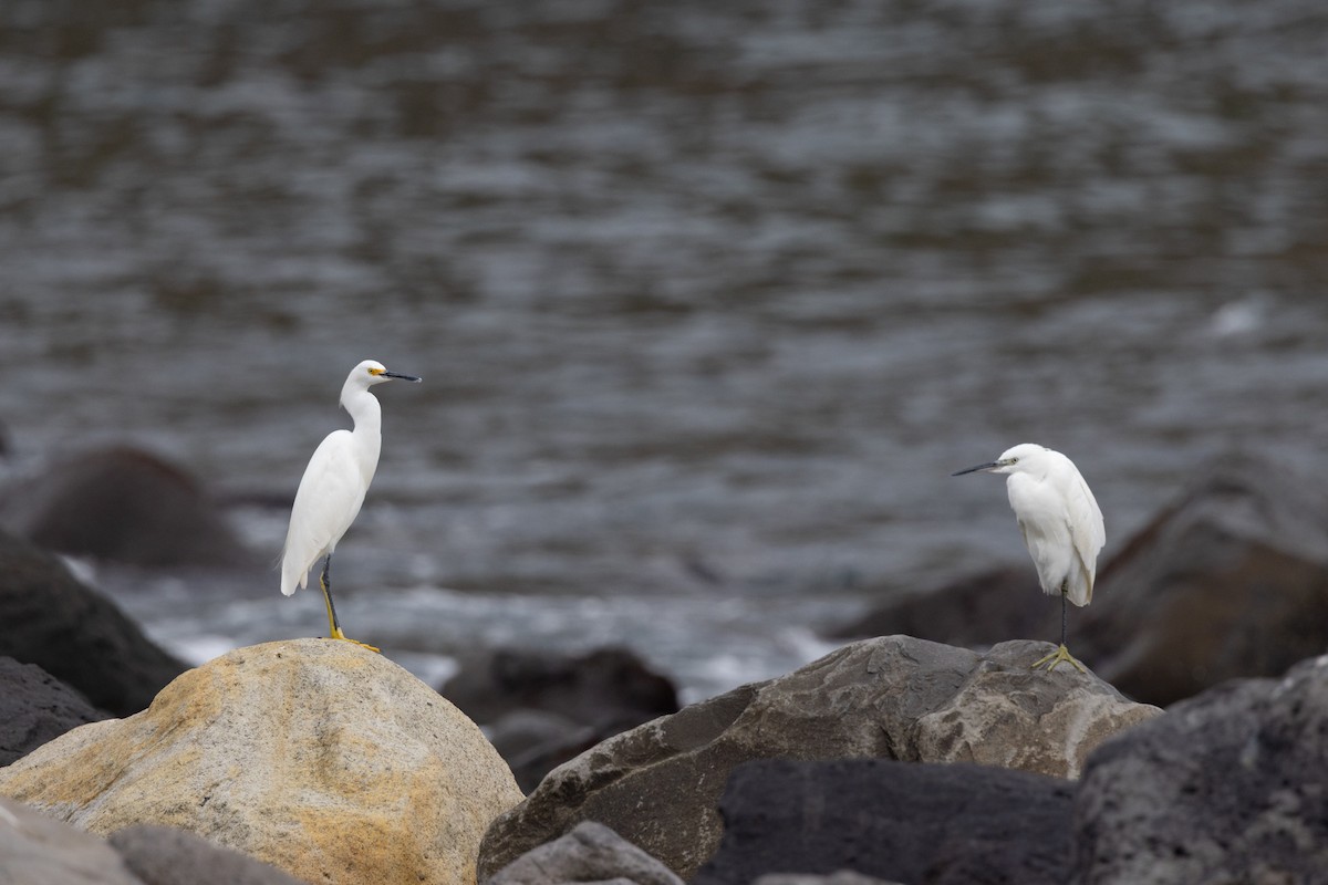 Snowy Egret - ML642678361
