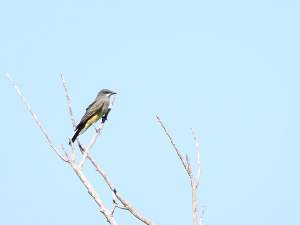 Cassin's Kingbird - ML642678369