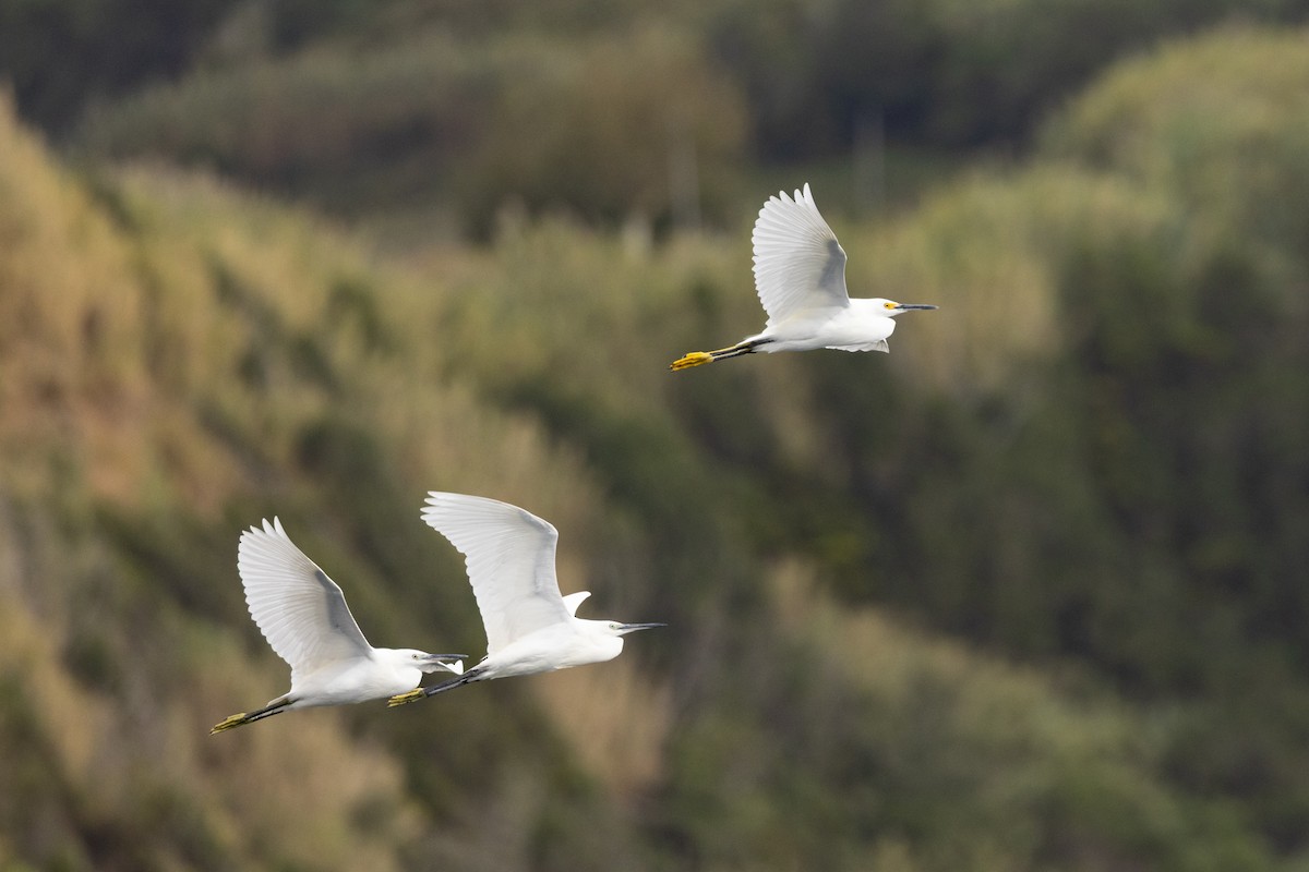 Snowy Egret - ML642678373