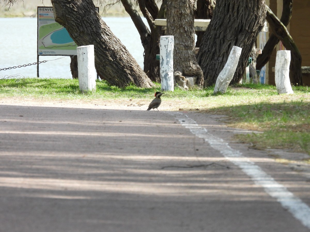 Green-barred Woodpecker - ML642678375