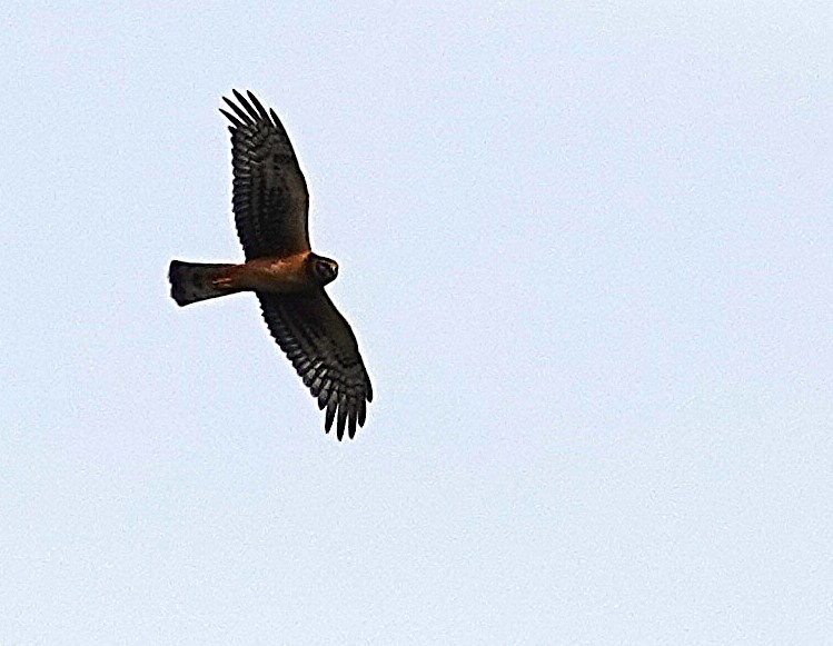 Northern Harrier - ML642678379