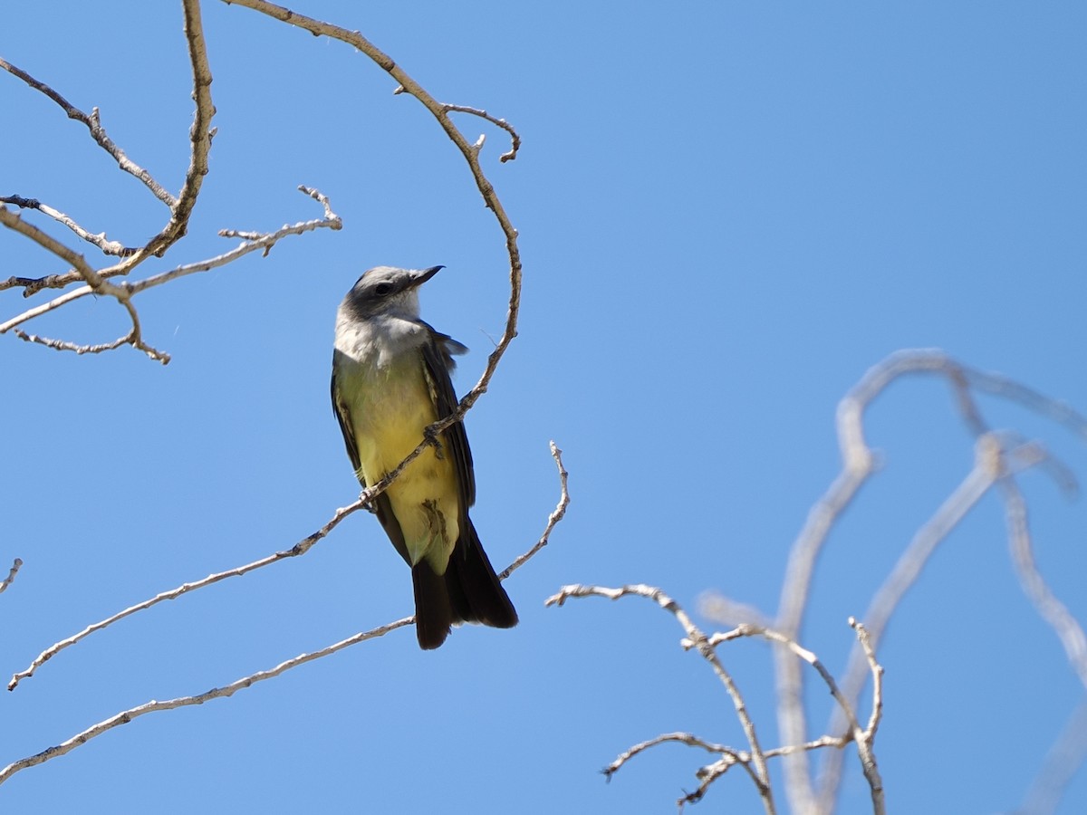 Western Kingbird - ML642678380