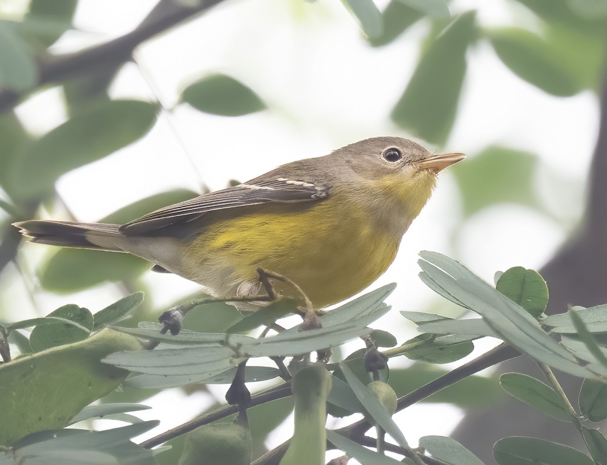 Magnolia Warbler - ML642678383