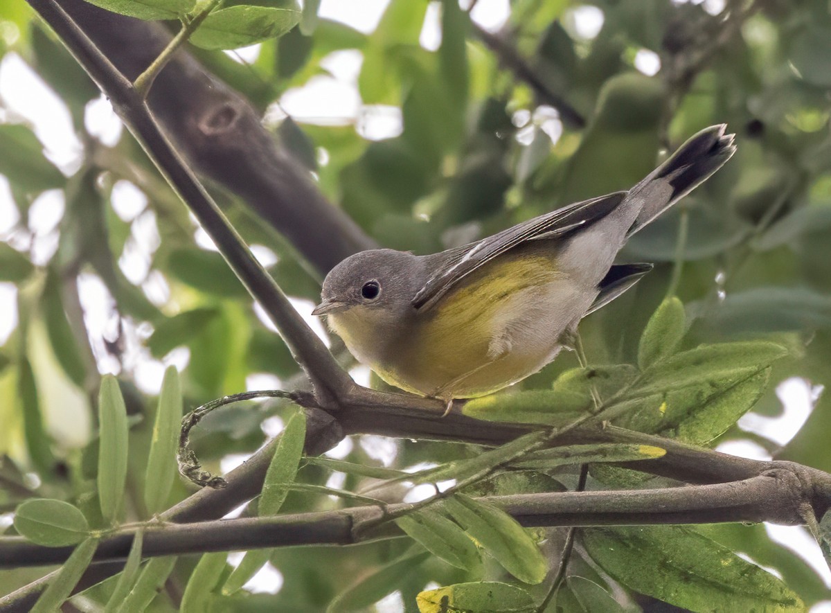 Magnolia Warbler - ML642678386