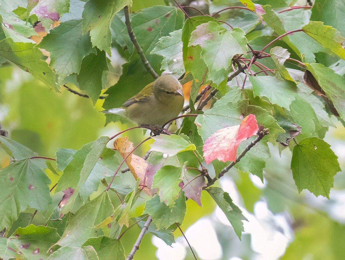 Tennessee Warbler - ML642678390