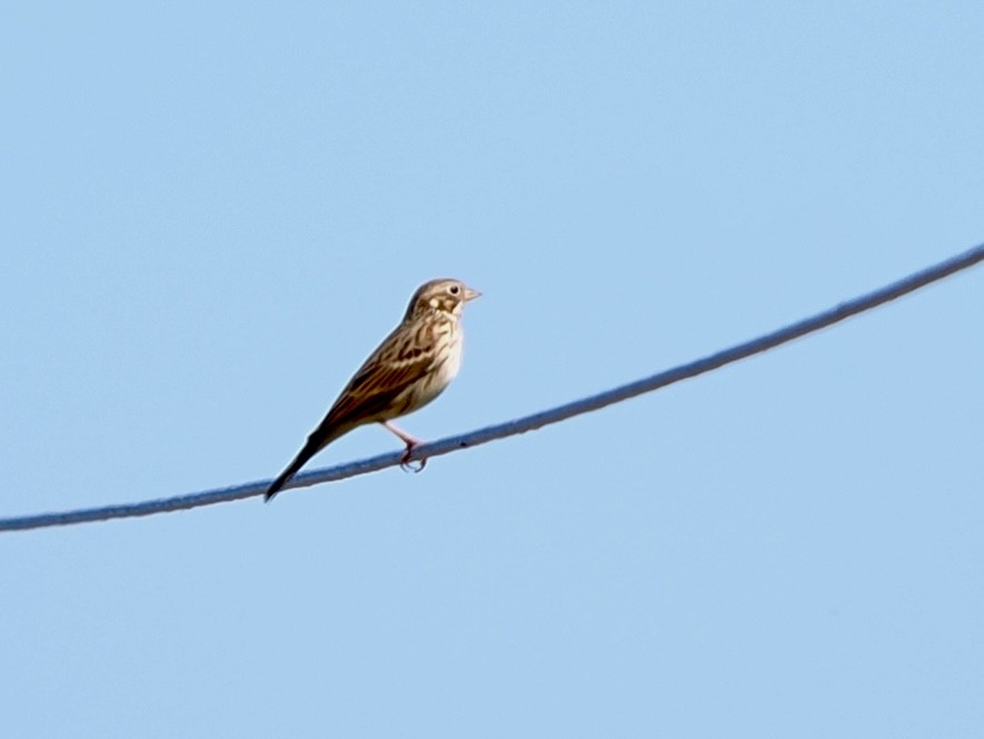 Vesper Sparrow - ML642678393