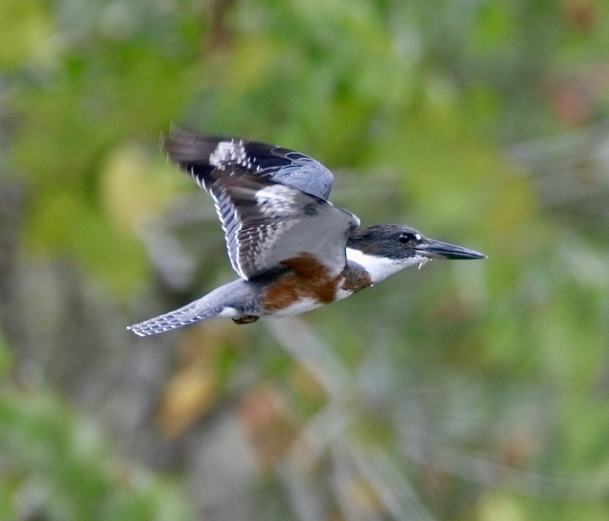 Belted Kingfisher - ML642678394