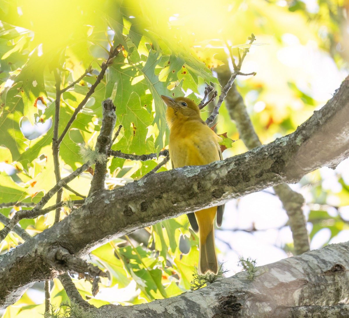 Summer Tanager - ML642678398