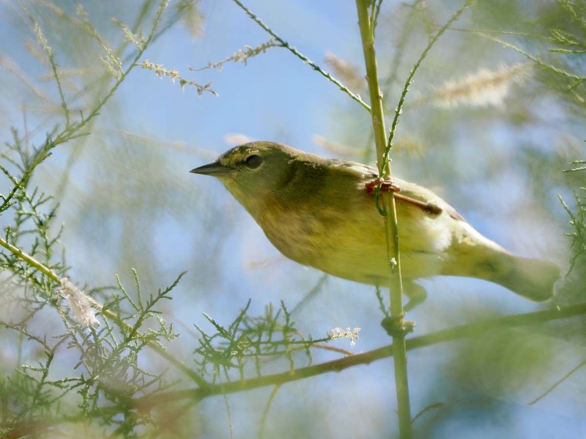 Orange-crowned Warbler - ML642678399