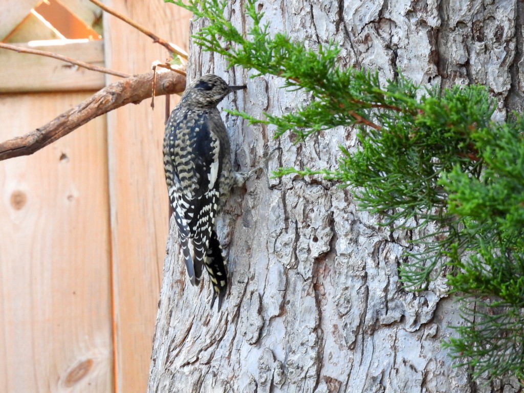 Yellow-bellied Sapsucker - ML642678400