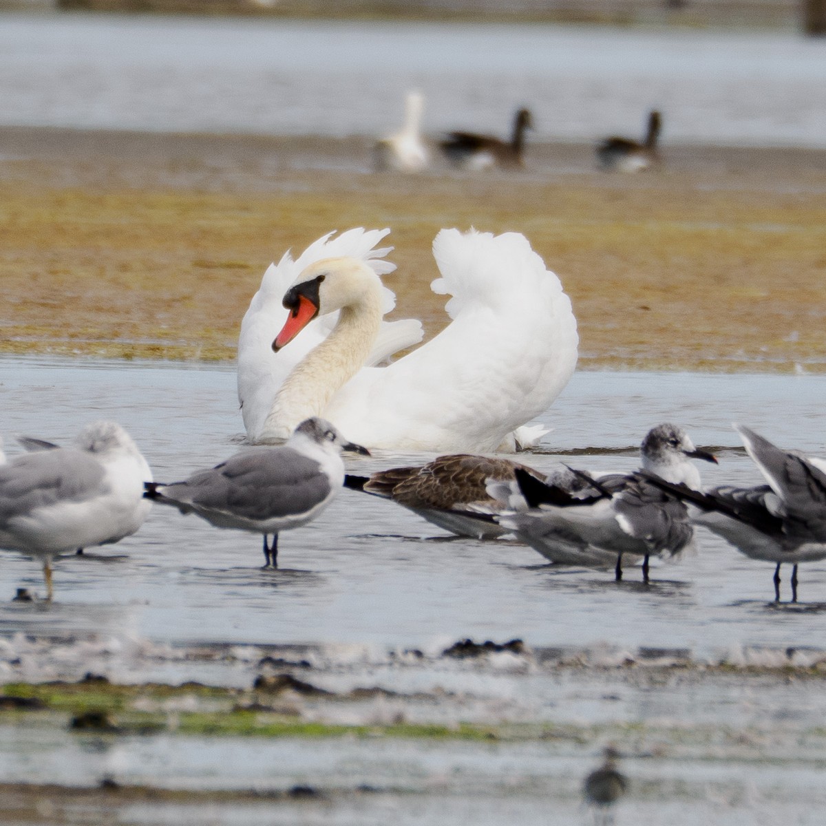 Cigno reale - ML642678402
