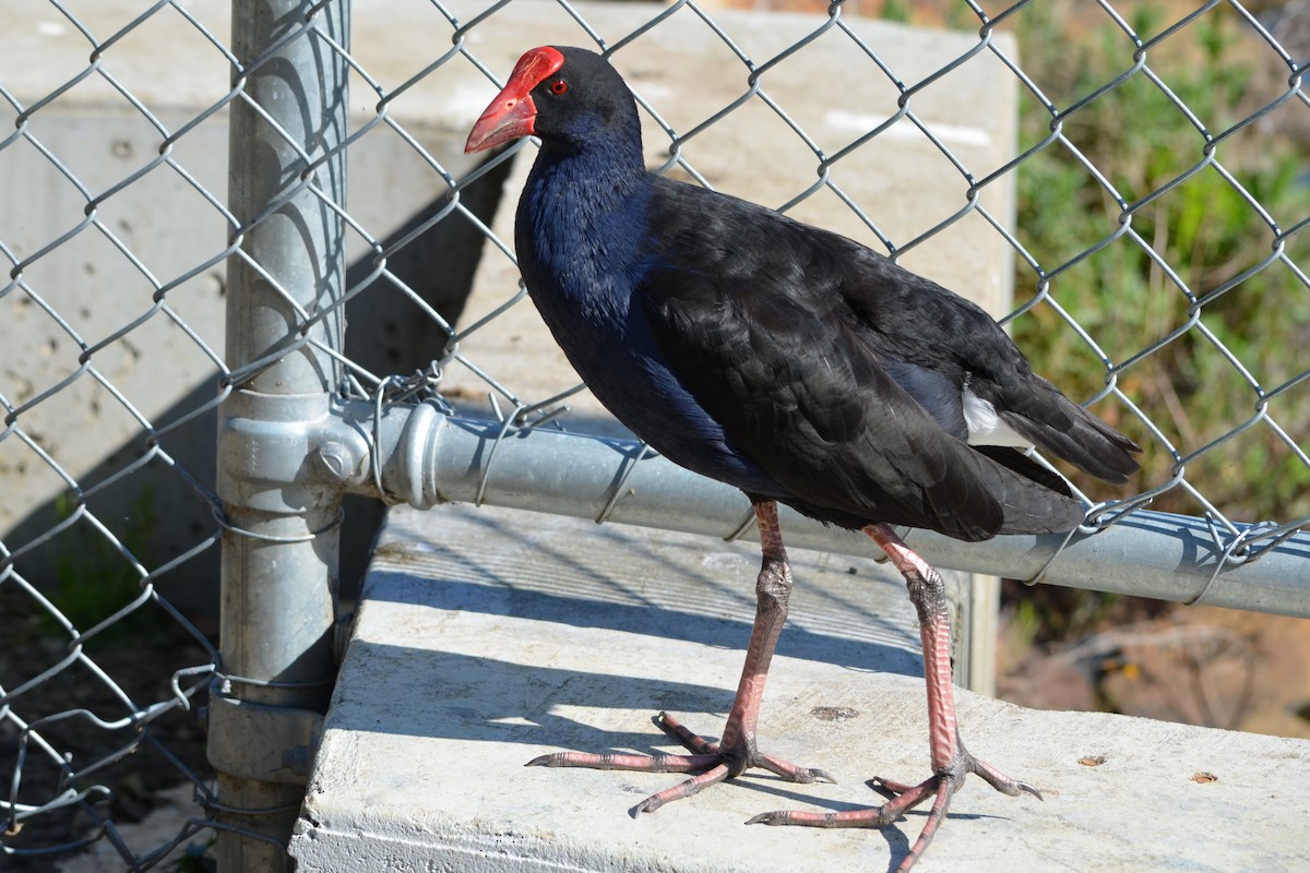 Australasian Swamphen - ML642678403