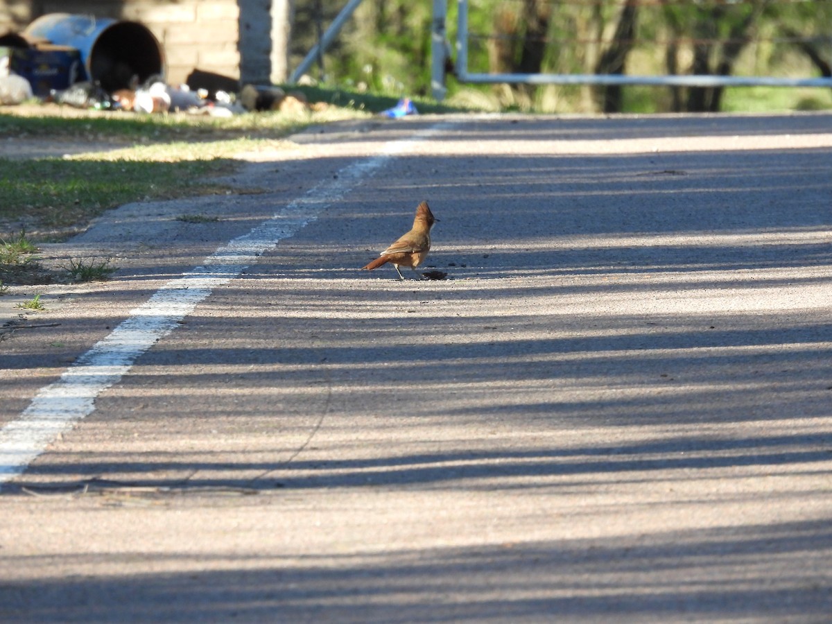 Brown Cacholote - ML642678409