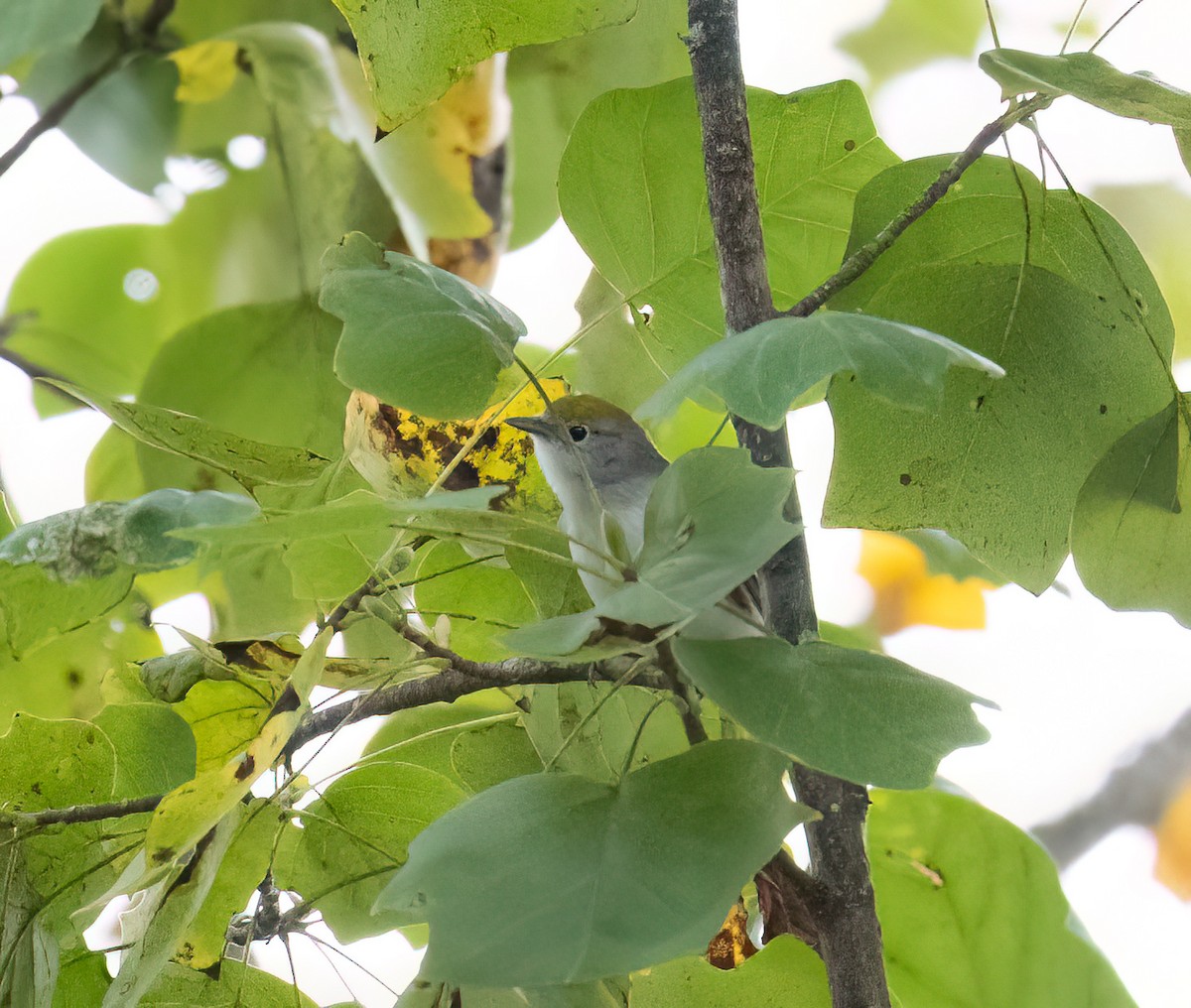 Chestnut-sided Warbler - ML642678413