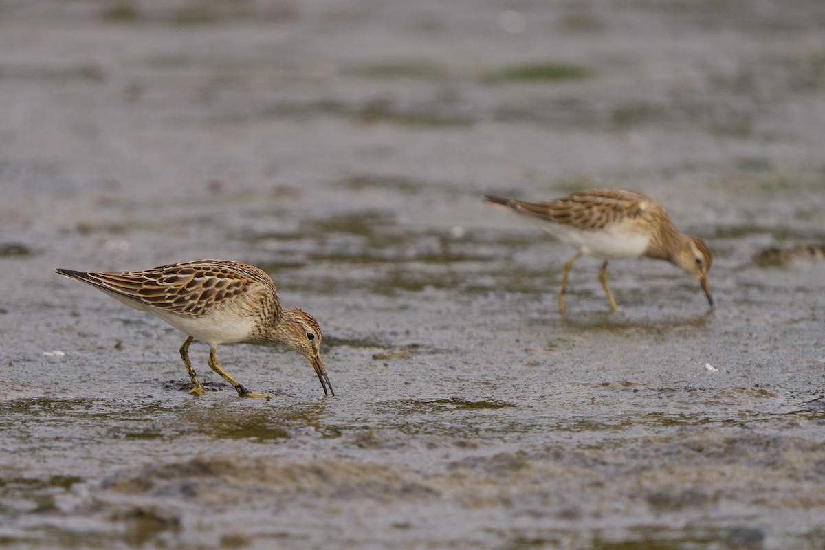 Pectoral Sandpiper - ML642678421