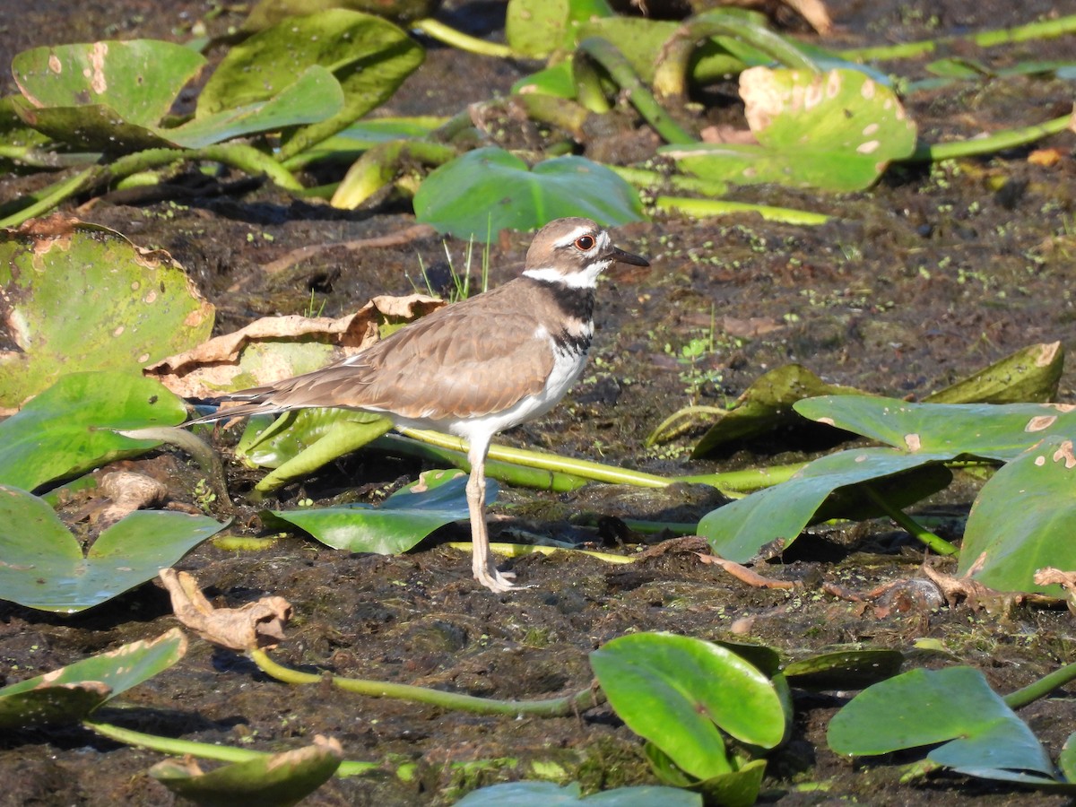 Killdeer - ML642678428