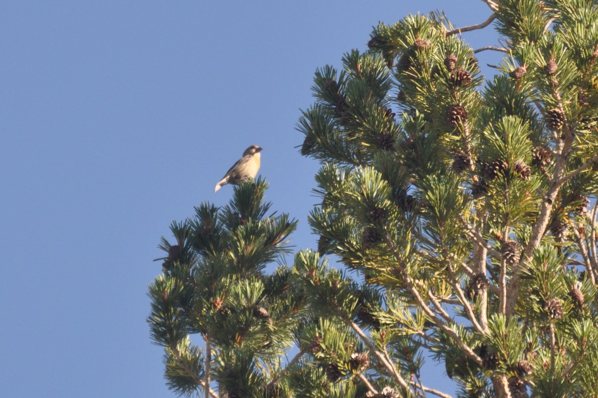 Red Crossbill - ML642678431