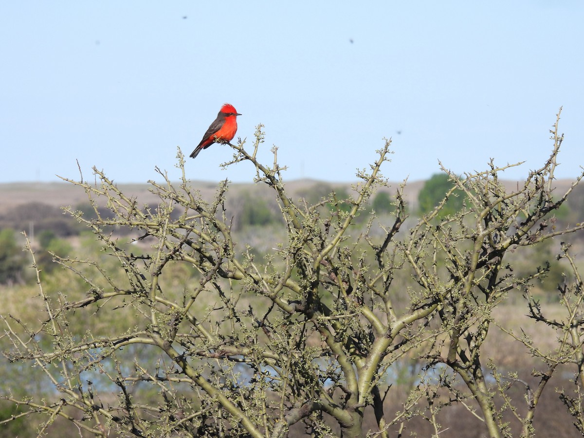 Vermilion Flycatcher - ML642678438