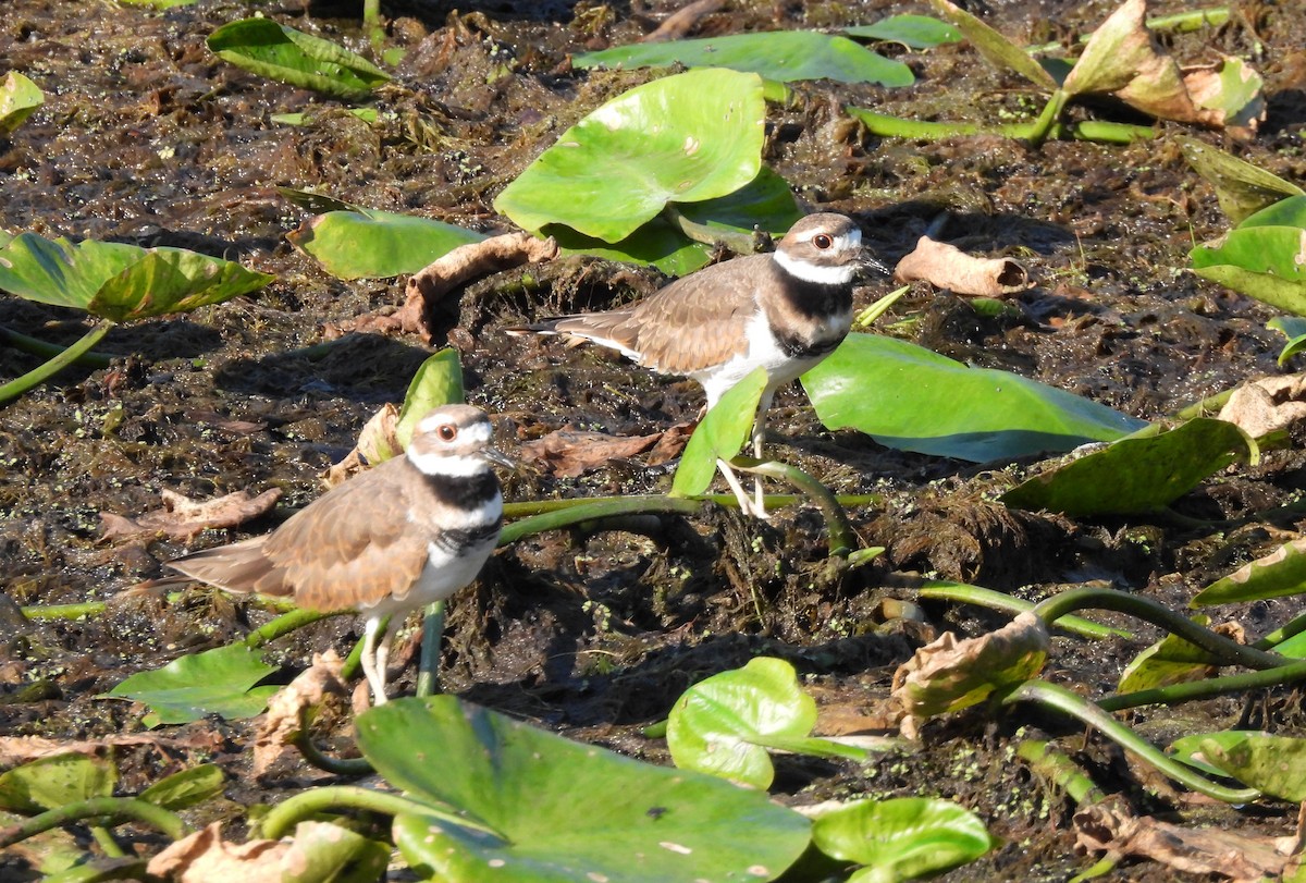 Killdeer - ML642678440